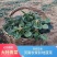 趴地菠菜/河南产区直发/大量现货/欢迎选购