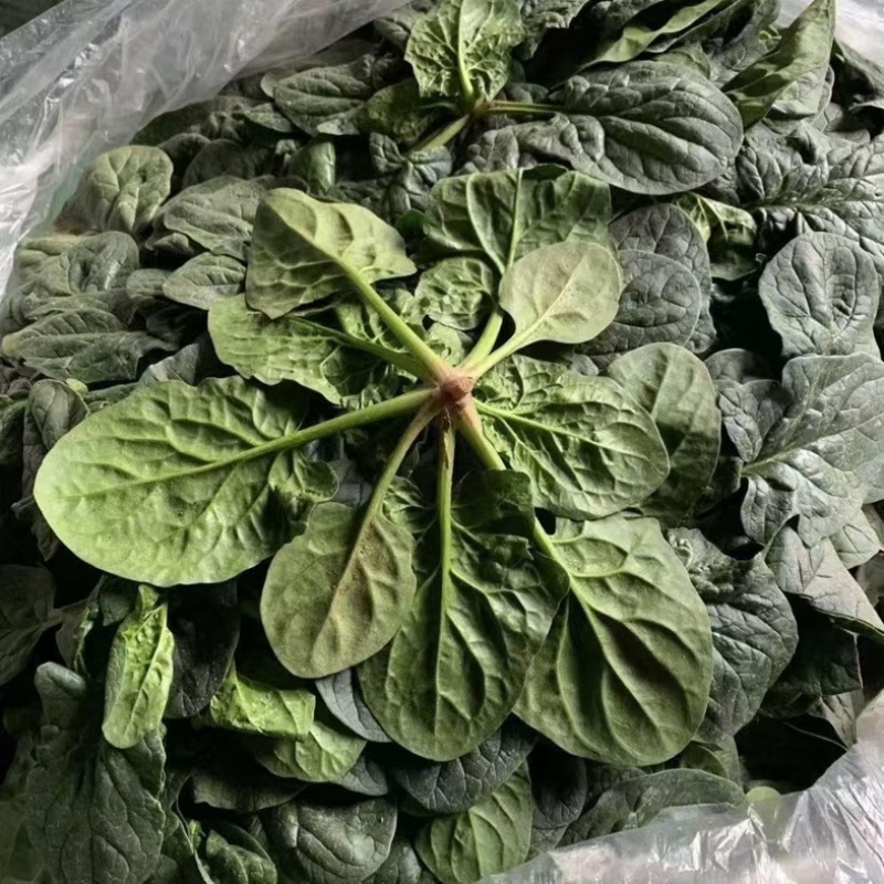 趴地菠菜/河南产区直发/大量现货/欢迎选购