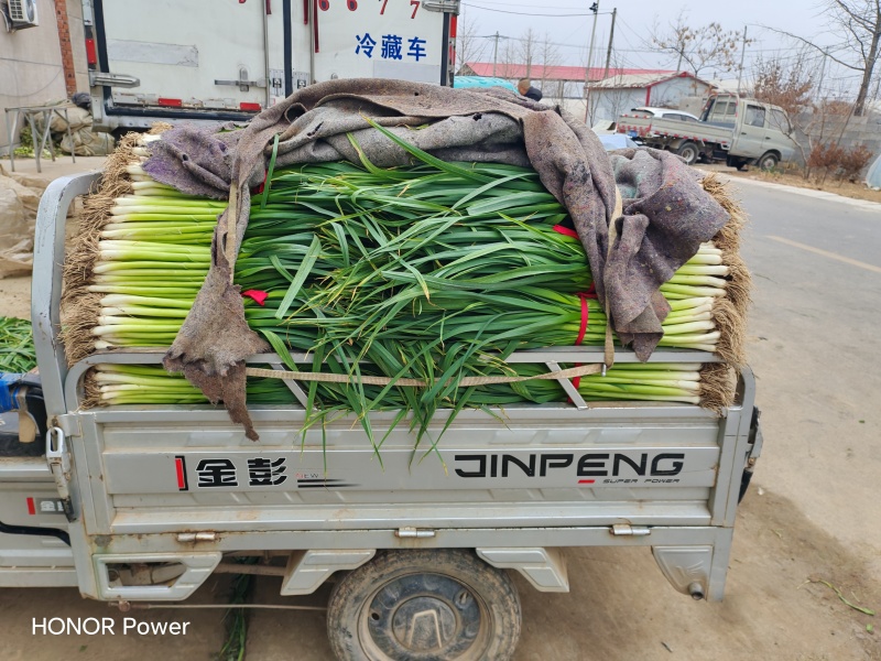 精品蒜苗红根蒜苗白根蒜苗支持水洗分拣分级