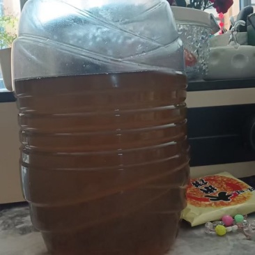 农户手中野生山茶毛油