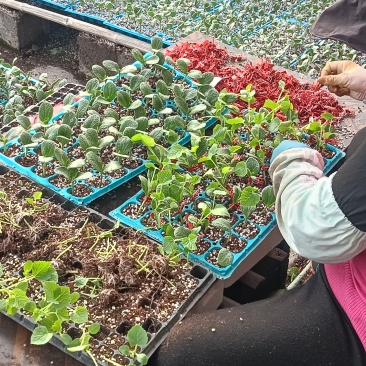 嫁接羊角蜜甜瓜苗育苗基地全国发货免费技术指导