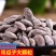 新货吊瓜子中颗