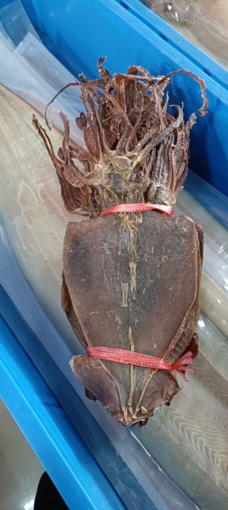 特干鱿鱼，鱿鱼干，本地鱿鱼鱿鱼淡干鱿鱼干