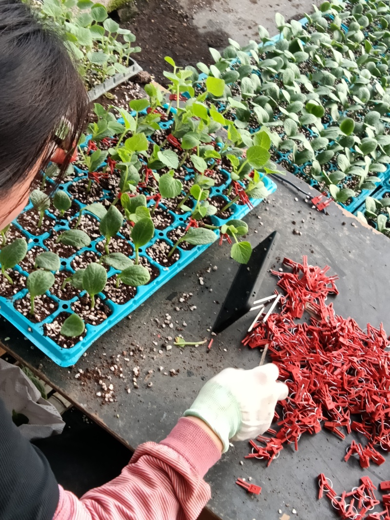 坤研系列、博洋甜瓜正圆玉菇苗八里香粗把羊角蜜苗绿皮绿宝苗