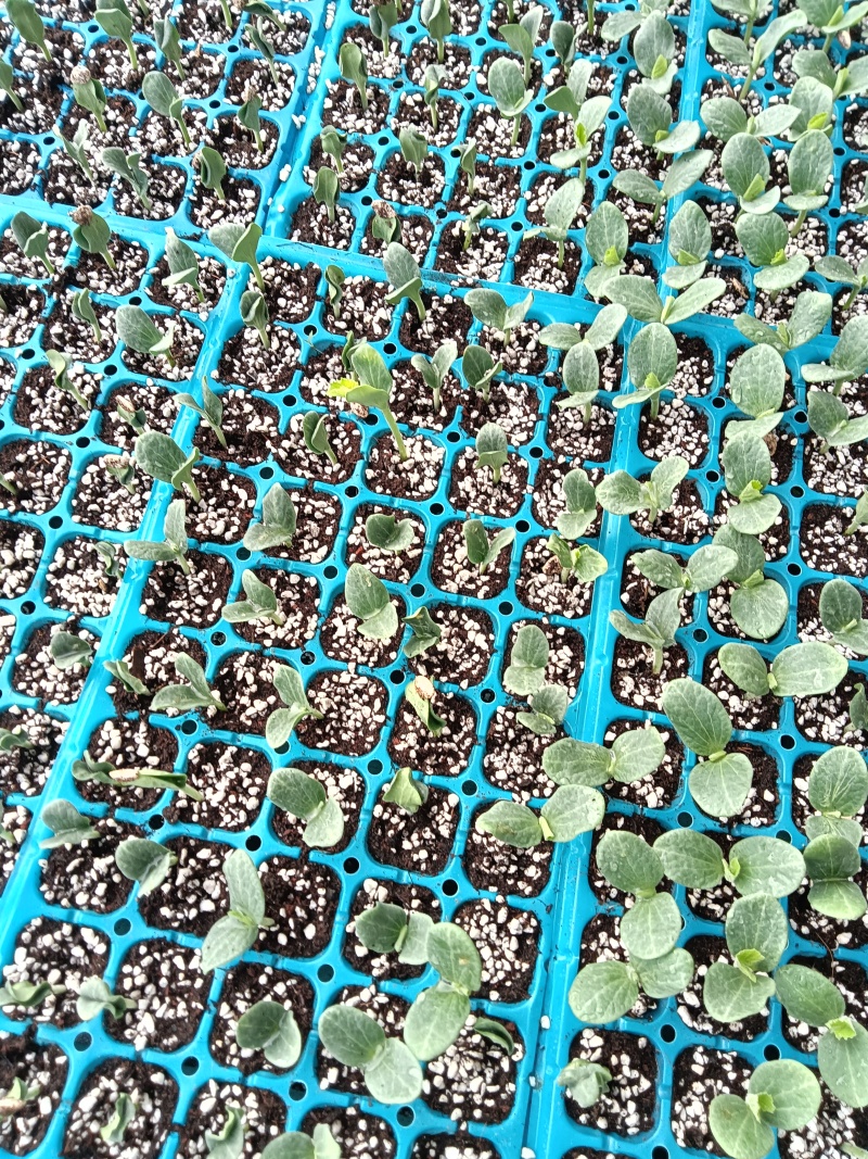 坤研系列、博洋甜瓜正圆玉菇苗八里香粗把羊角蜜苗绿皮绿宝苗