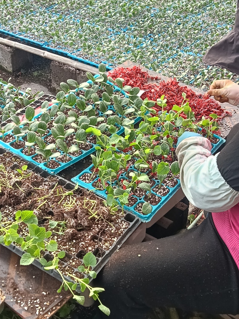 坤研系列、博洋甜瓜正圆玉菇苗八里香粗把羊角蜜苗绿皮绿宝苗