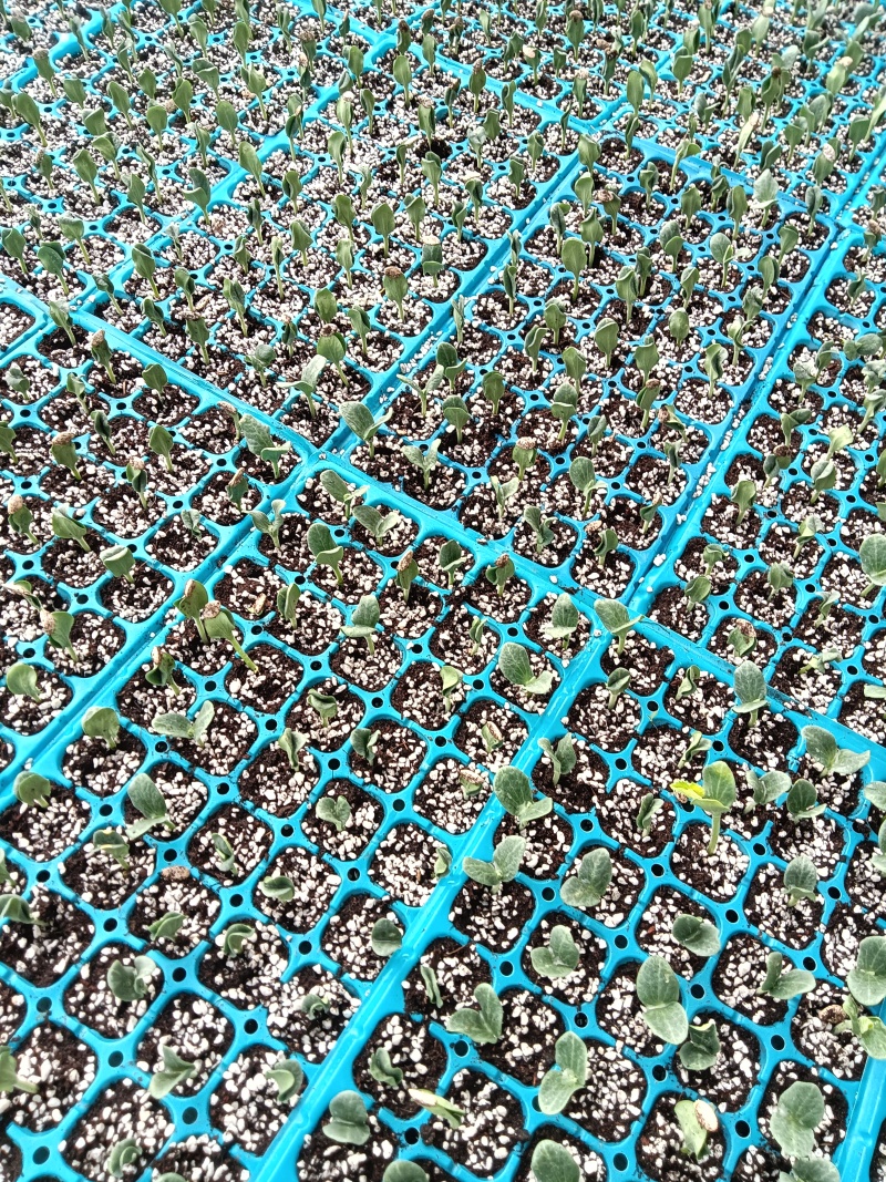 坤研系列、博洋甜瓜正圆玉菇苗八里香粗把羊角蜜苗绿皮绿宝苗