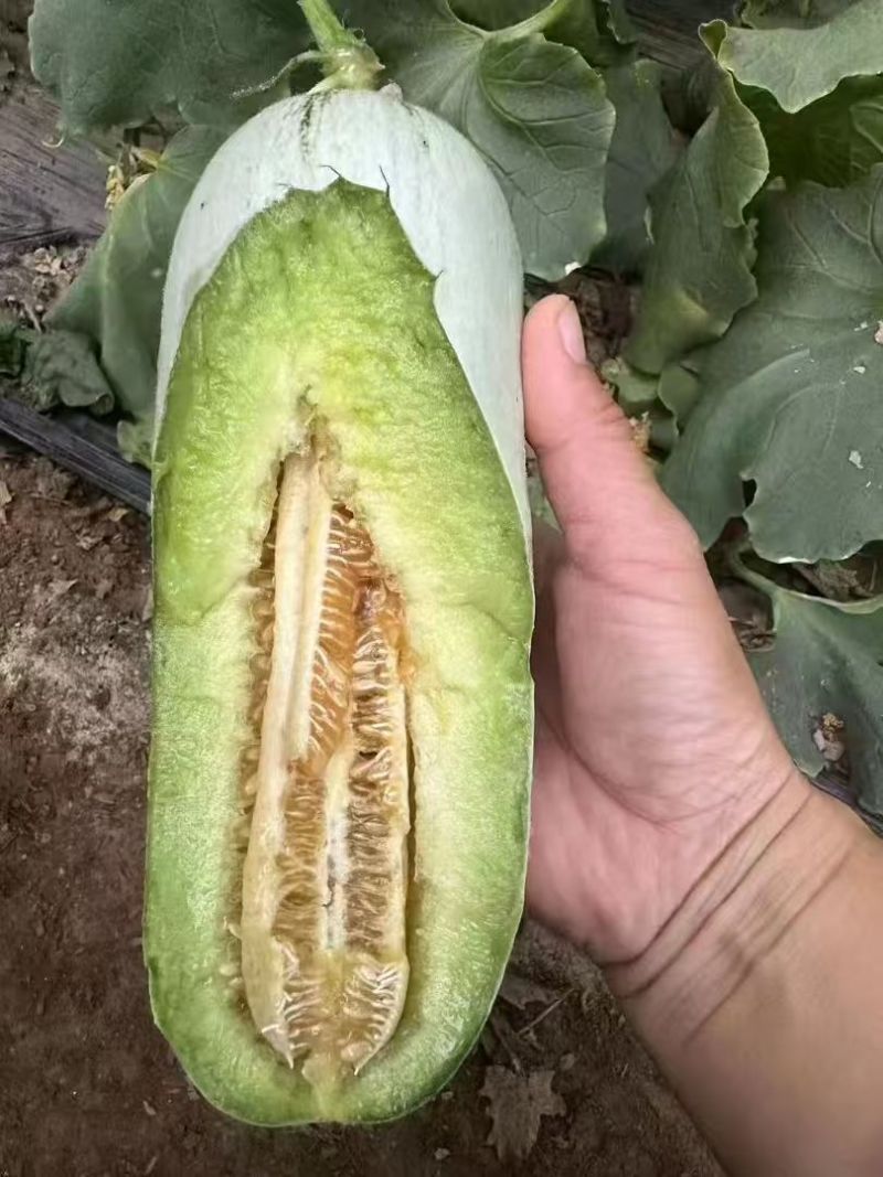 坤研系列、博洋甜瓜正圆玉菇苗八里香粗把羊角蜜苗绿皮绿宝苗