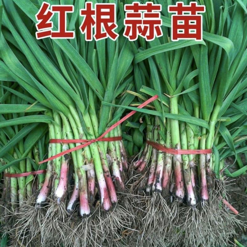 当阳红皮