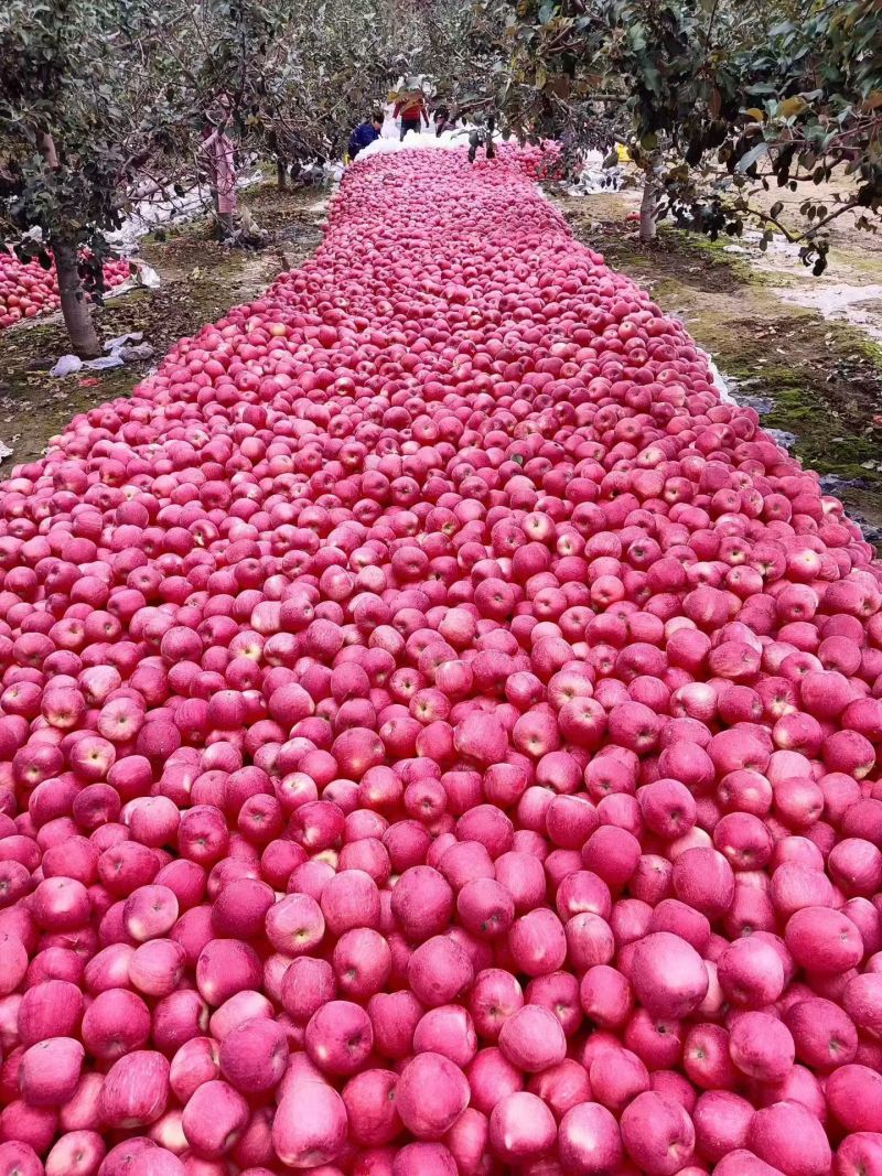 高山货，过春节的礼物快快下手