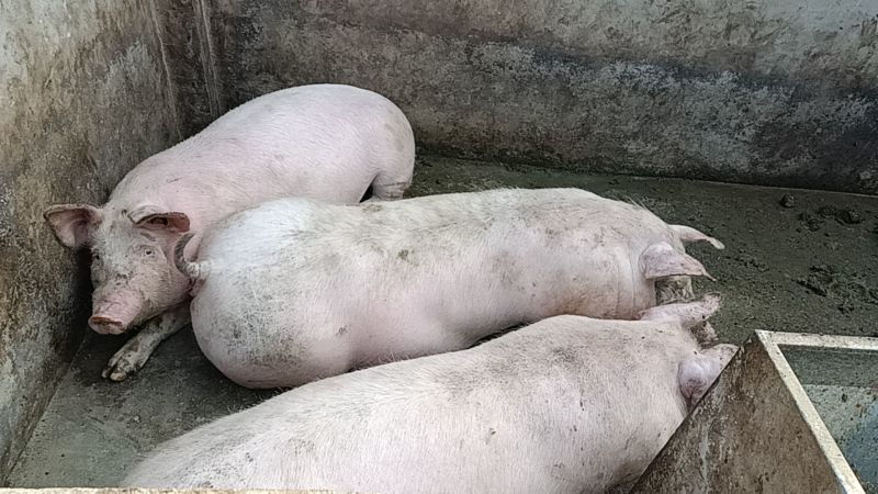喂熟食包谷面的土猪