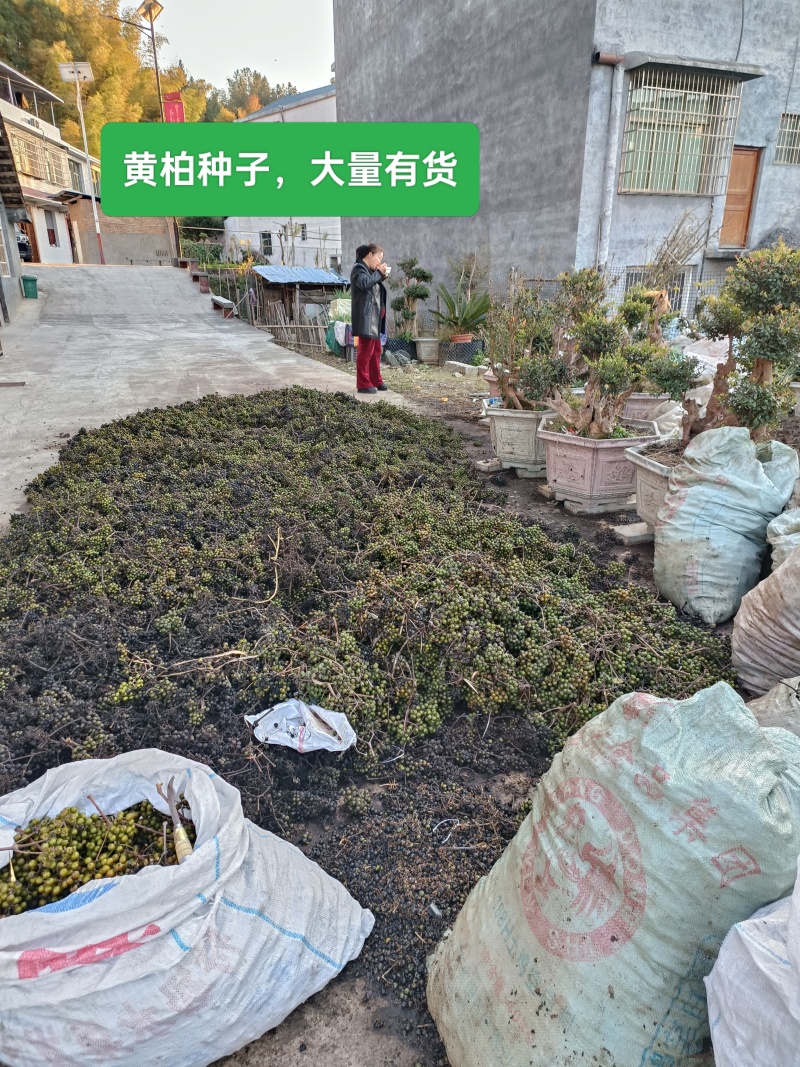 2θ25年黄柏新种子，保证正品，决不掺假。
