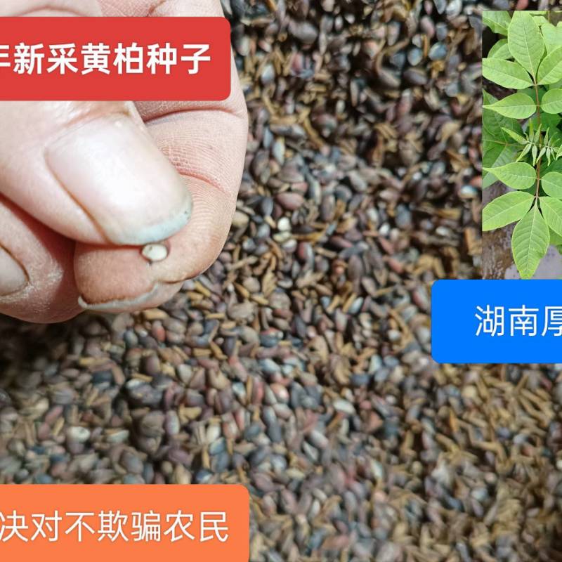 2θ25年黄柏新种子，保证正品，决不掺假。