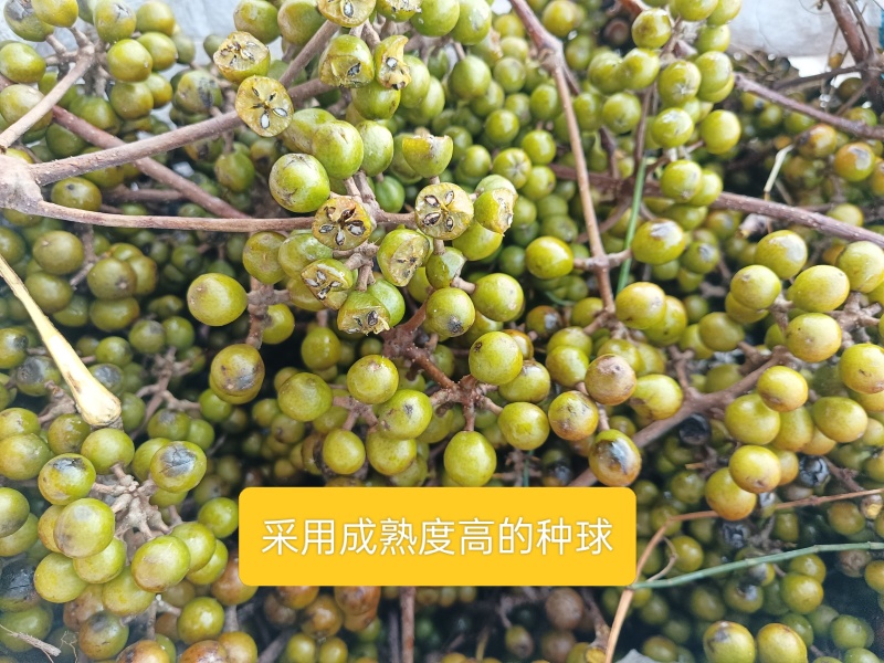 2θ25年黄柏新种子，保证正品，决不掺假。