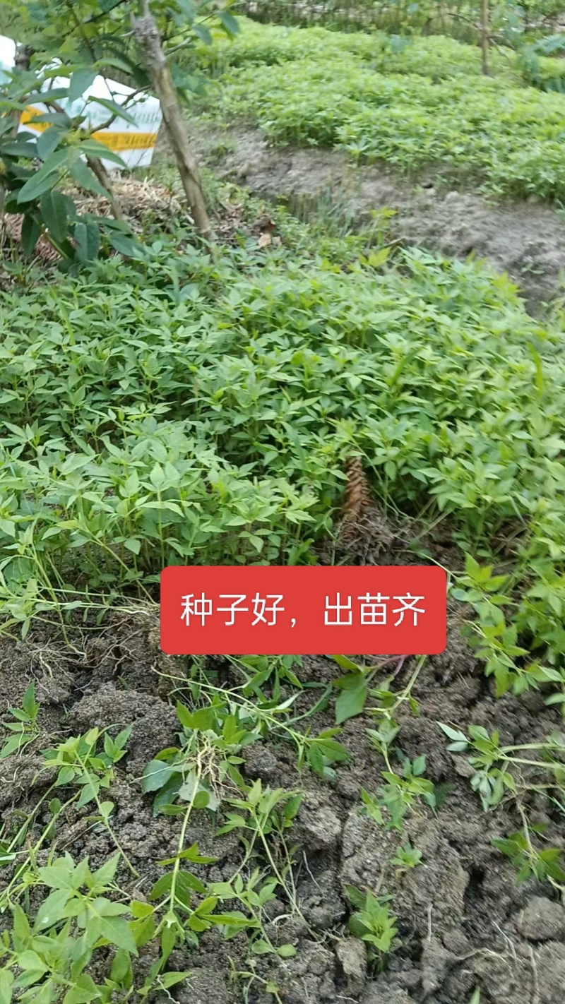 2θ25年黄柏新种子，保证正品，决不掺假。