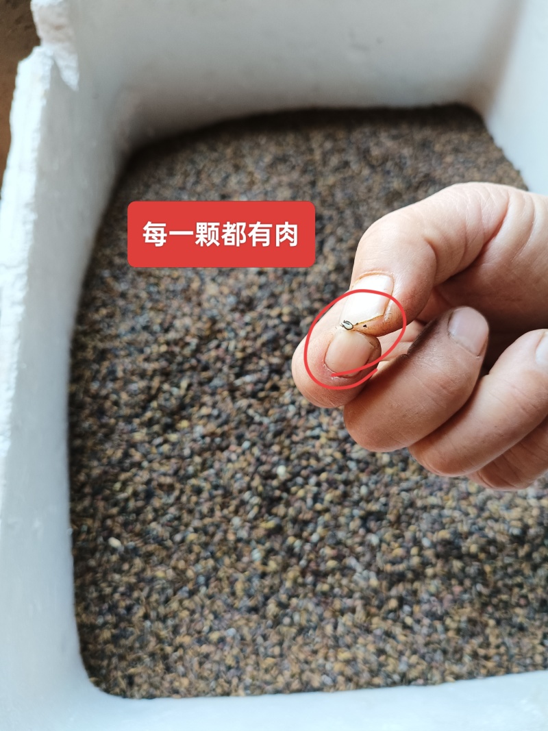 2θ25年黄柏新种子，保证正品，决不掺假。