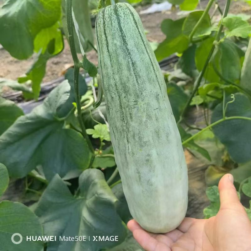 寿光美都麒麟瓜2k礼品小西瓜种苗早熟抗病网纹瓜羊角蜜甜瓜