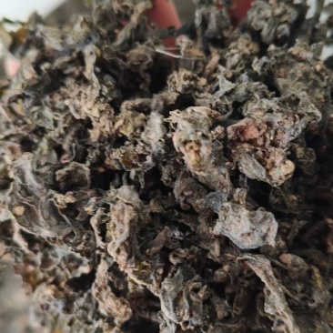 地皮菜甘肃高原地皮菜，地软，地达菜，纯手工挑拣
