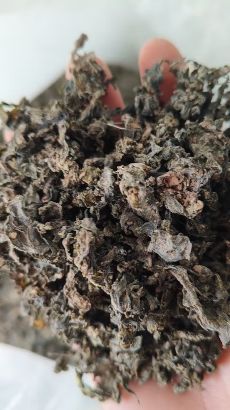 地皮菜甘肃高原地皮菜，地软，地达菜，纯手工挑拣