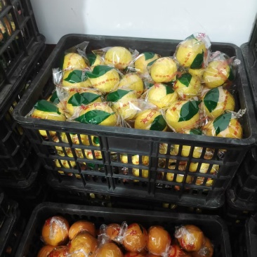 怀化黄金贡柚