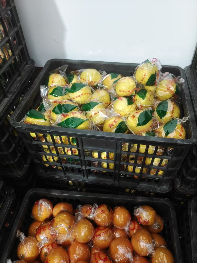 怀化黄金贡柚