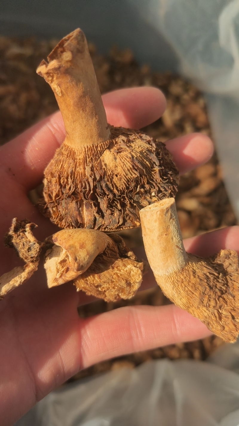 野生菌干货，谷熟菌