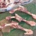 双节羊棒骨切