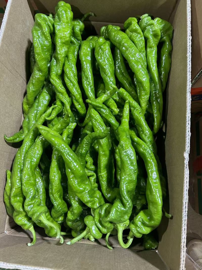 广东鲜辣椒《拢椒》螺丝椒/产地货源/大量上市/保质保量