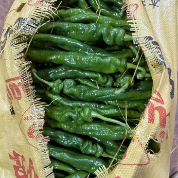 广东鲜辣椒《拢椒》螺丝椒/产地货源/大量上市/保质保量