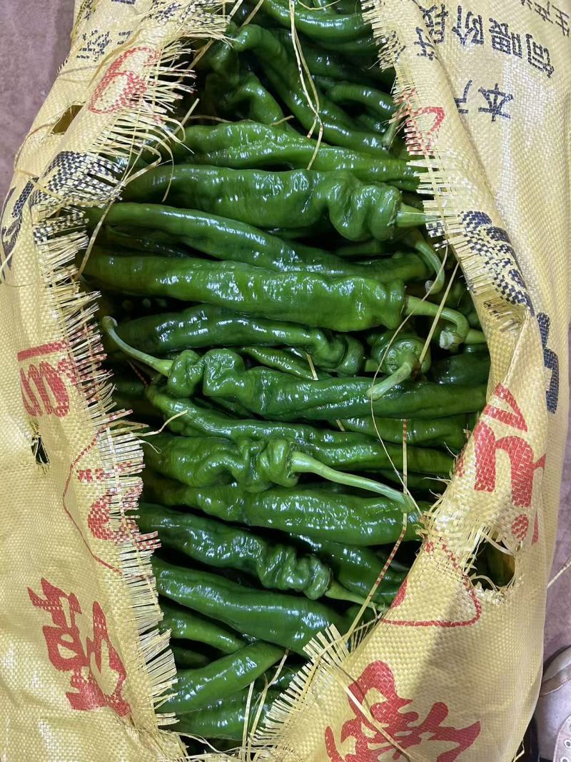 广东鲜辣椒《拢椒》螺丝椒/产地货源/大量上市/保质保量