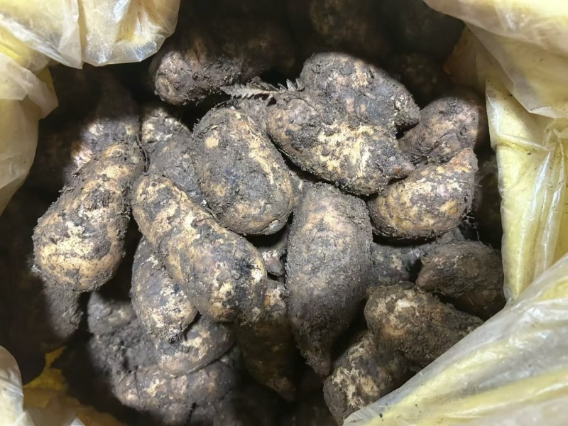 昭通乌天麻自家种植