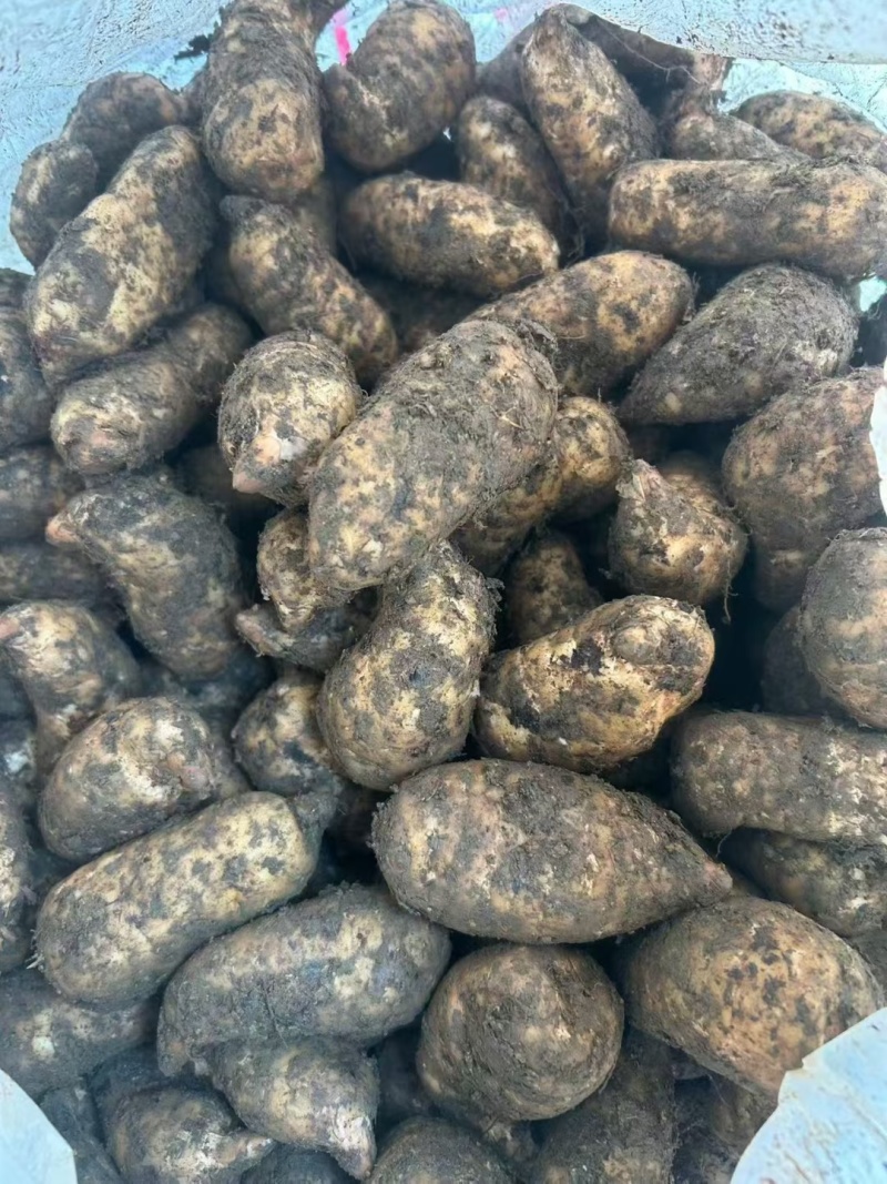 昭通乌天麻自家种植