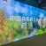 昭通乌天麻自家种植