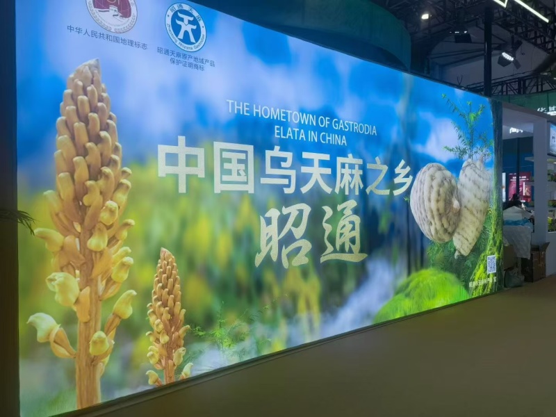 昭通乌天麻自家种植