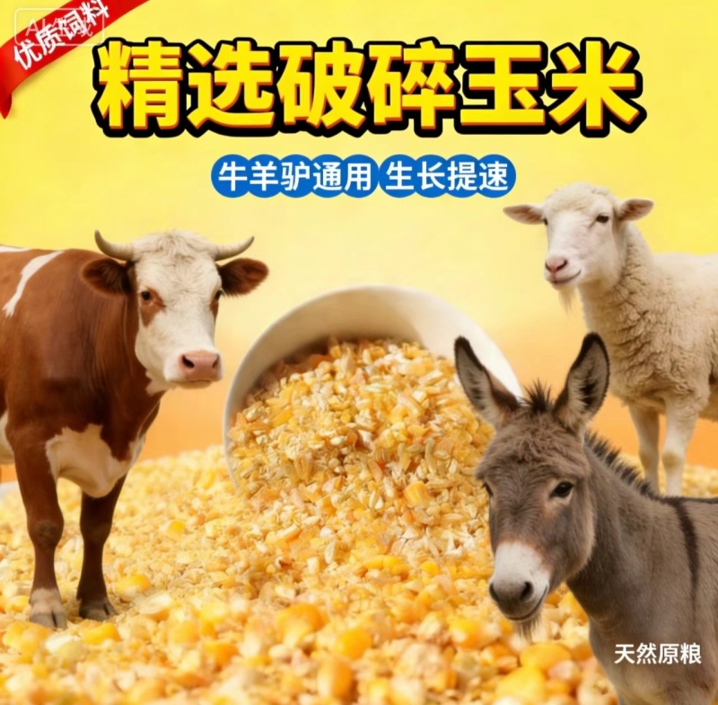 养殖碎玉米无土，无沙，无霉变。0.6元一斤。500斤起发
