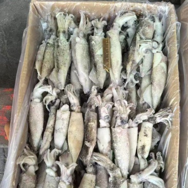 笔管鱼