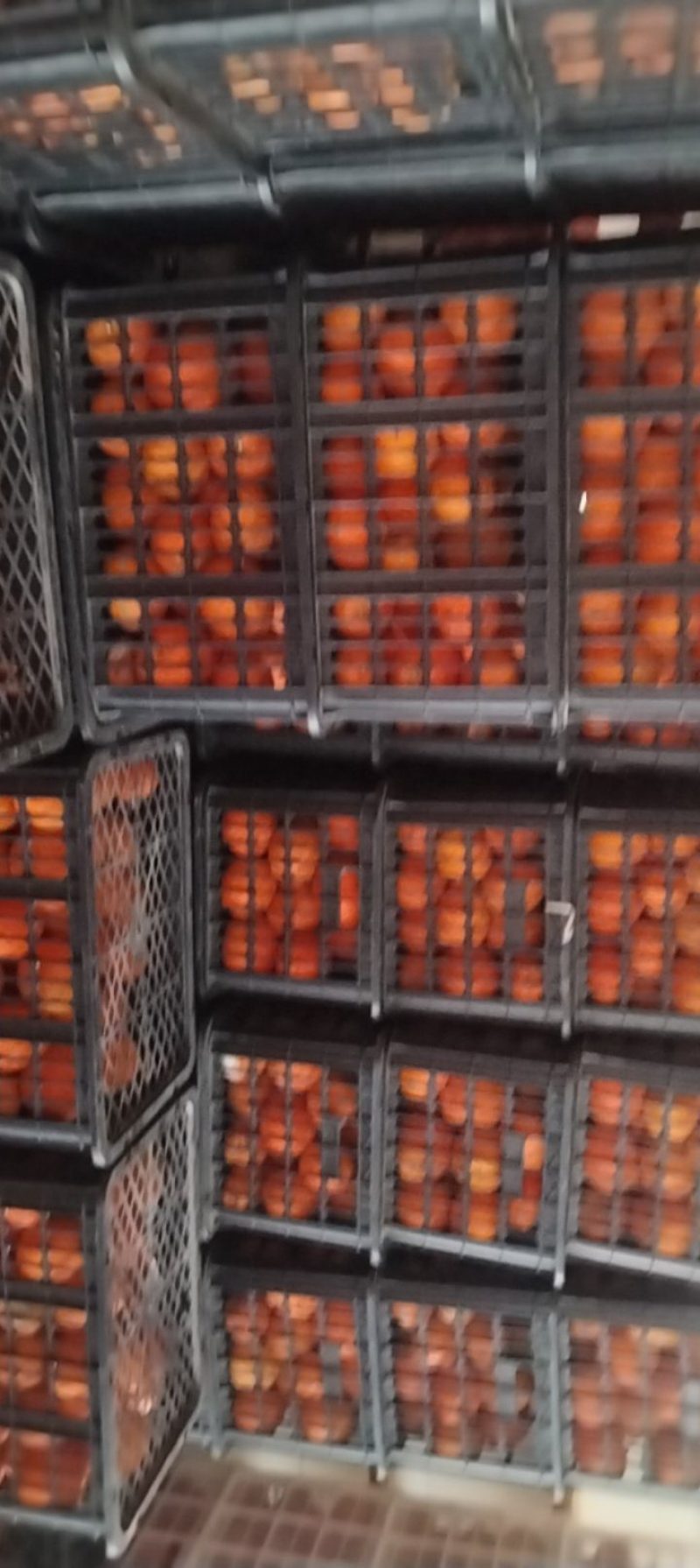 柳荷尔脐橙
