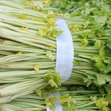 陕西精品芹菜/量大从优/可视频看货/产地直发