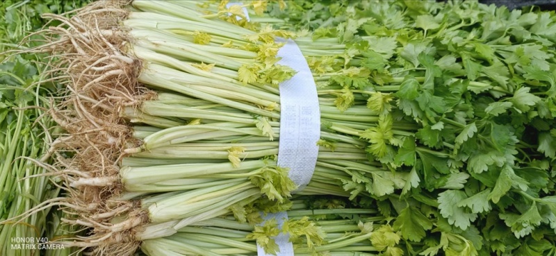 陕西精品芹菜/量大从优/可视频看货/产地直发