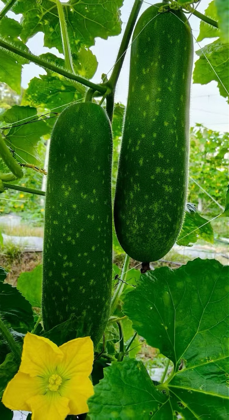 冬瓜种子绿福99早熟花点毛节瓜杂交品种翠绿皮绿肉