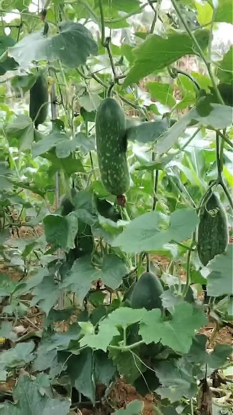 冬瓜种子绿福99早熟花点毛节瓜杂交品种翠绿皮绿肉