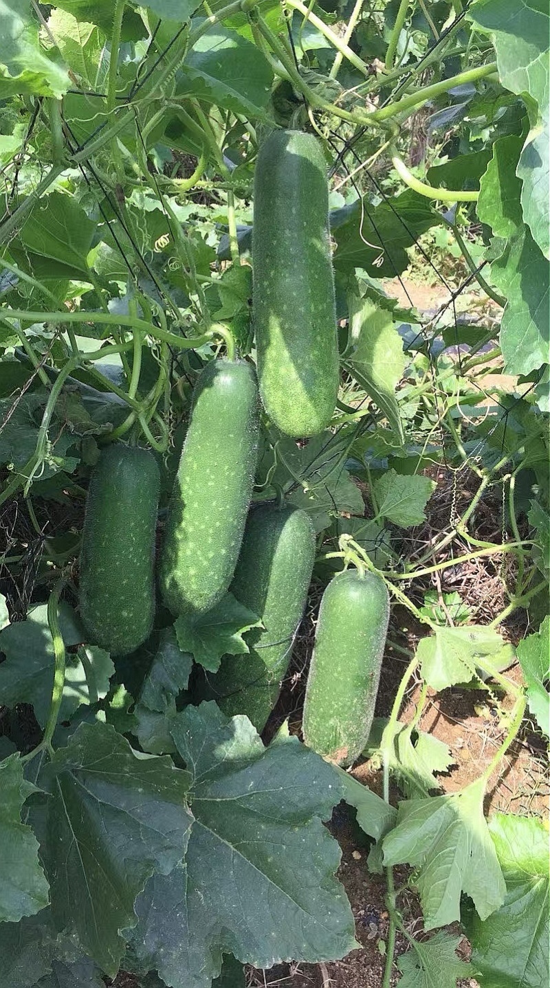 冬瓜种子绿福99早熟花点毛节瓜杂交品种翠绿皮绿肉