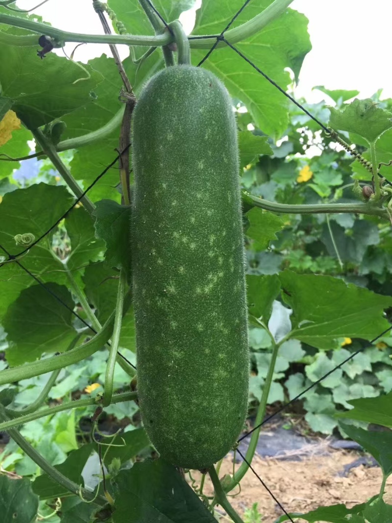 冬瓜种子绿福99早熟花点毛节瓜杂交品种翠绿皮绿肉