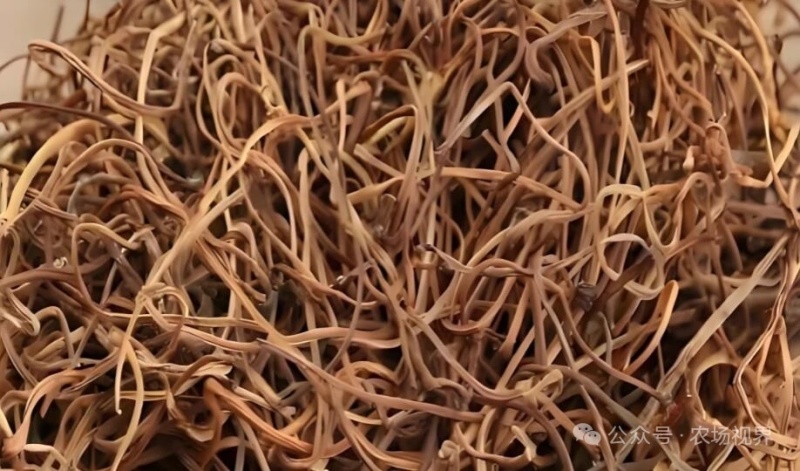 正宗高山红薯梗