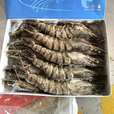黑虎虾，黑虎大虾，虎虾，鲜活速冻！规格齐全