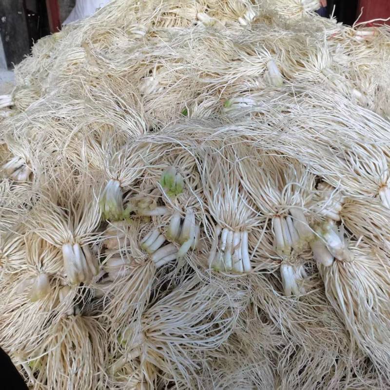 苤菜根