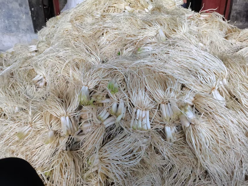 苤菜根