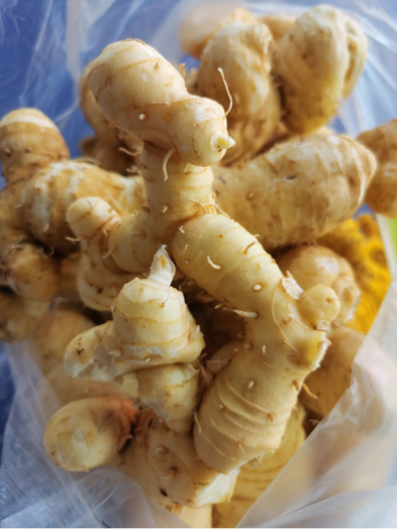 新鲜黄精，大量供应，健康美味，品质保证，速来选购！