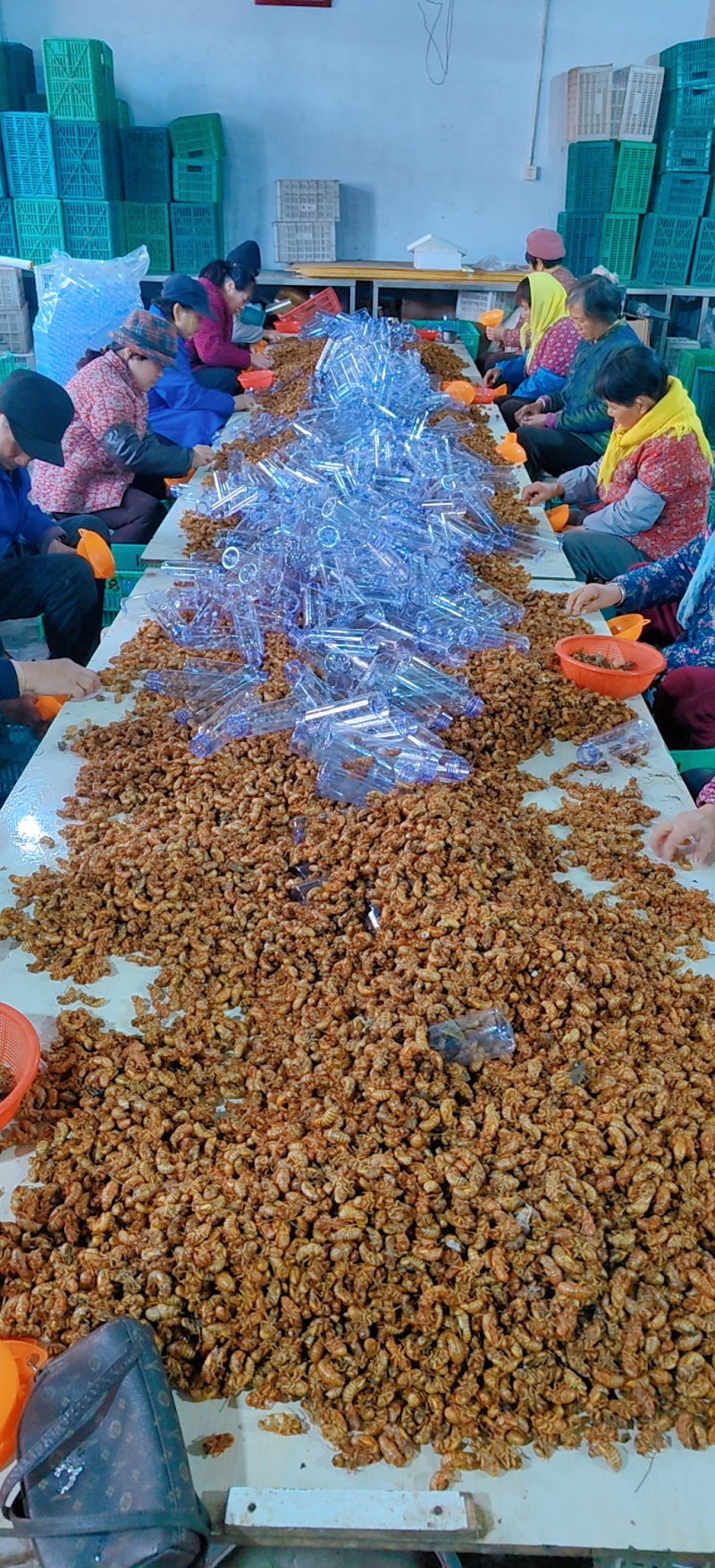 金蝉