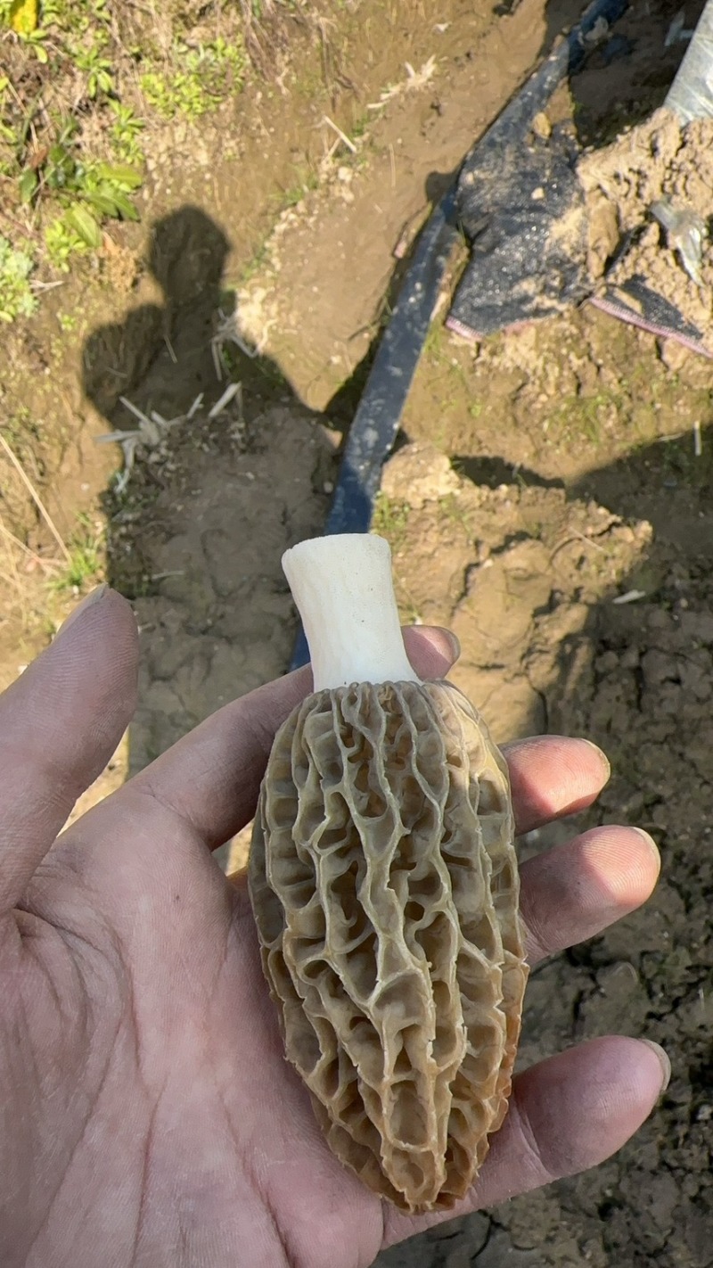 羊肚菌